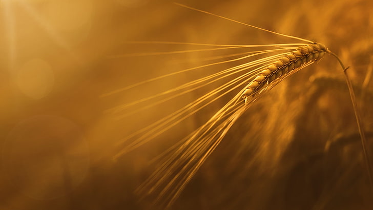 macro, sunlight, wheat, crop, agriculture, cereal plant, nature, HD wallpaper