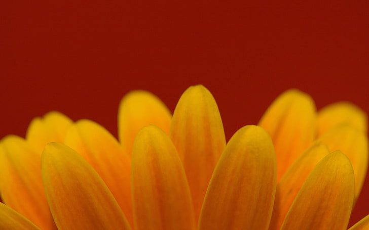 yellow flower, flowers, macro, plants, close-up, freshness, selective focus, HD wallpaper