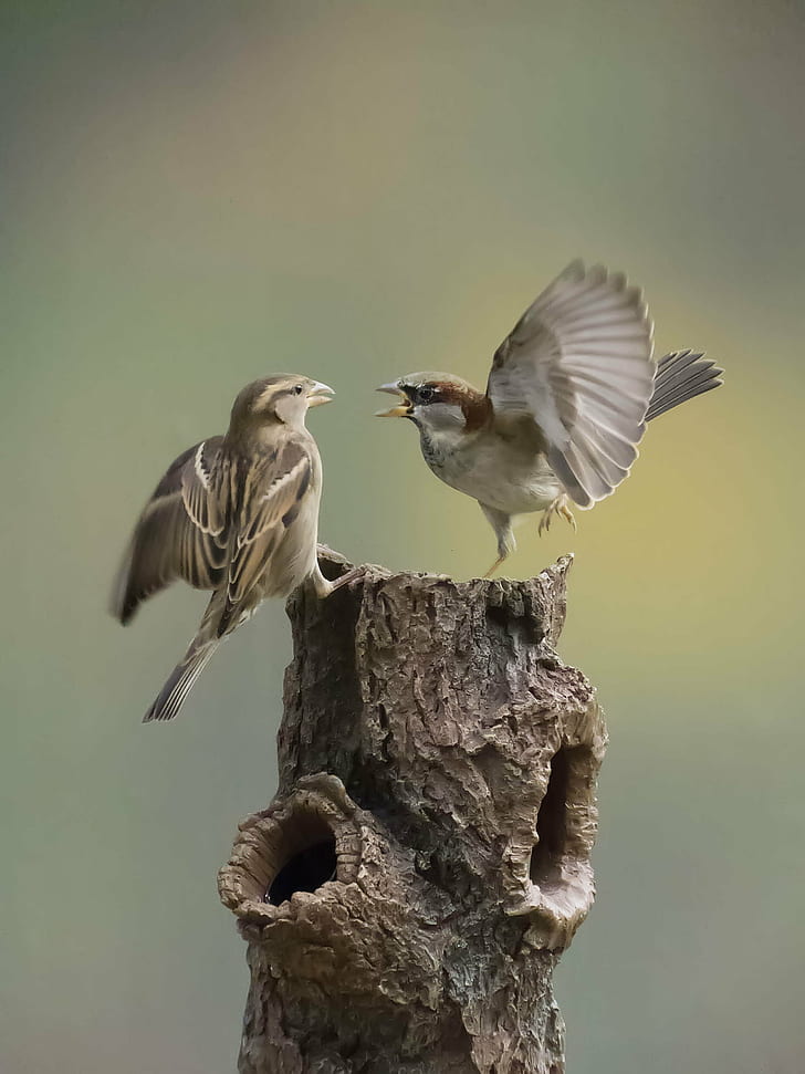 two grey birds on tree branch, action, sparrows, animal, nature