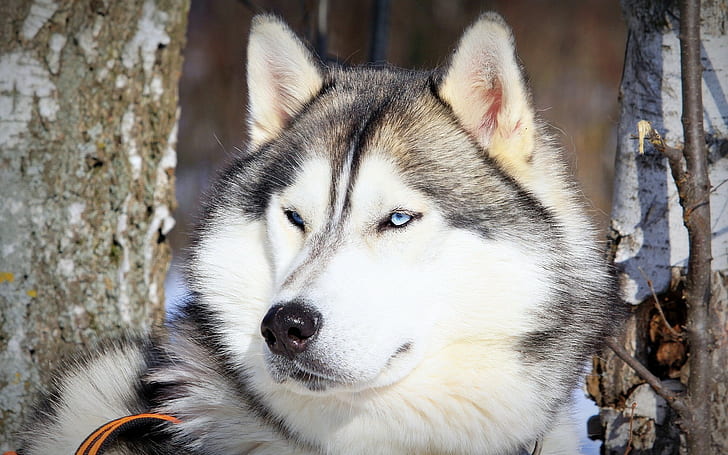 Hình nền động vật, chó, Alaskan Malamute - Một hình nền đầy yêu thương và bình yên sẽ đưa bạn đến với thế giới động vật. Không thể thiếu những chú chó Alaskan Malamute thấm nhuần tình cảm và thuận chủng giống độc đáo này, bạn sẽ không thể chối từ những khoảnh khắc ngọt ngào với loài vật tuyệt vời này.