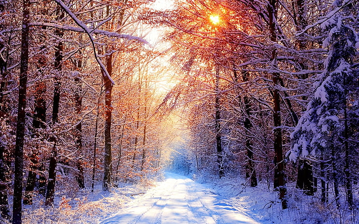 snow-covered trees and field, forest, winter, sunlight, nature