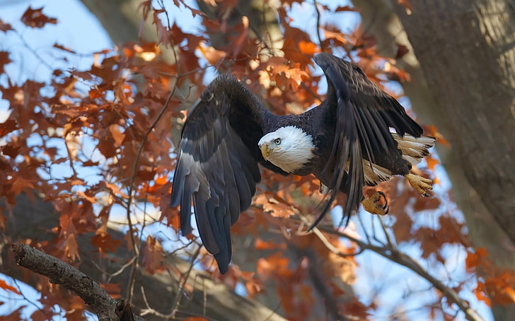 black and white bald eagle, animals, birds, fall, flying, wildlife