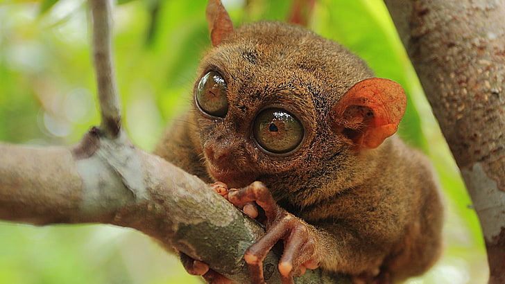 selective focus photograph of tarsier, animals, tarsiers , mammal, HD wallpaper