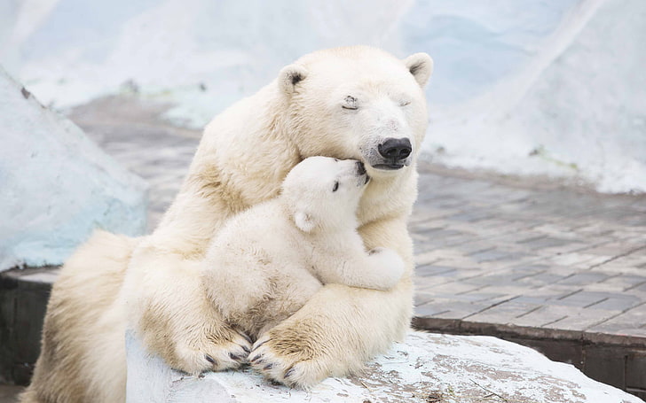 Polar bears, 4K, Cub, animal, animal themes, mammal, animal wildlife, HD wallpaper