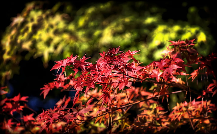 Maple Leaves, Autumn, Japan, red maple tree, Seasons, Green, Photoshop, HD wallpaper