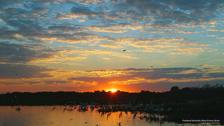 Pantanal Wetlands, Mato Grosso, Brazil, South America
