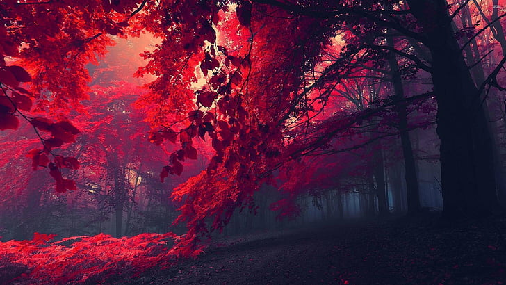 red forest 26750 3840x2160, HD wallpaper