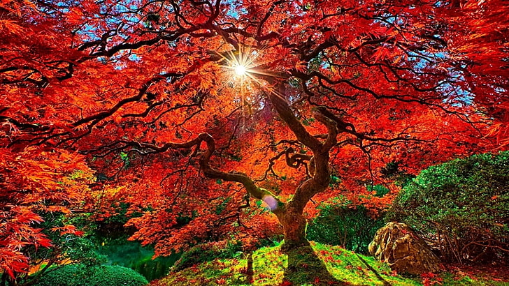 Man Made, Japanese Garden, Earth, Fall, Foliage, Orange, Sun