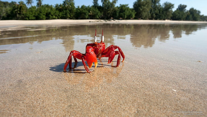 Red Crab, Ngapali Beach, Myanmar, Ocean Life, HD wallpaper