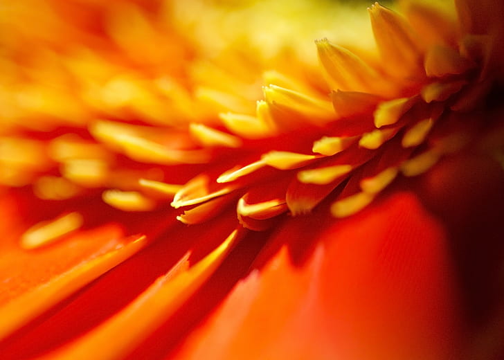 close-up photography of orange petaled flowers, my garden, wine barrel, HD wallpaper