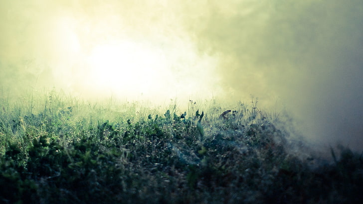 green grass, mist, field, dew, morning, environment, plant, land, HD wallpaper