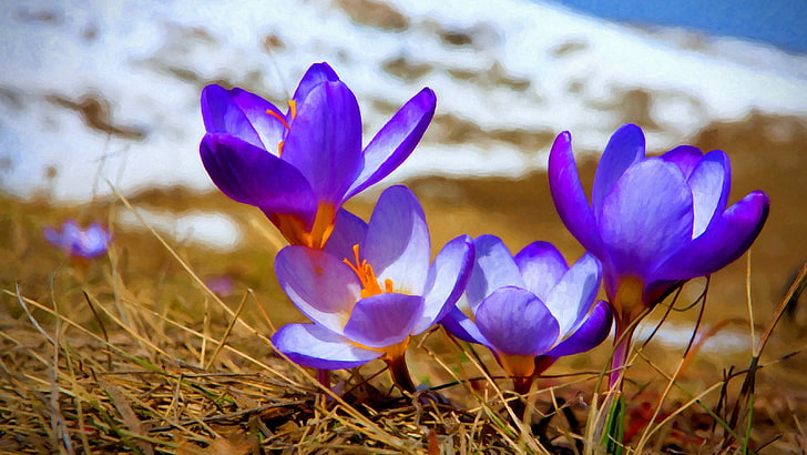 purple and yellow petaled flower, crocus, purple flowers, nature