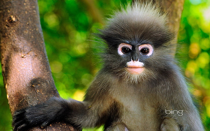 Monkeys, Dusky Leaf Monkey, Cute, primate, animal wildlife, HD wallpaper