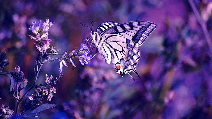 white and purple tiger swallow tail butterfly, purple flowers, HD wallpaper