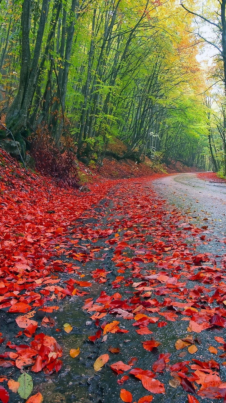 red and green floral area rug, road, leaves, trees, plant, beauty in nature, HD wallpaper