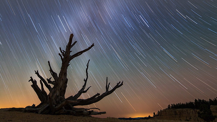 Milky Way, stars, Bryce Canyon National Park, night sky, Bristlecone  Pine, HD wallpaper