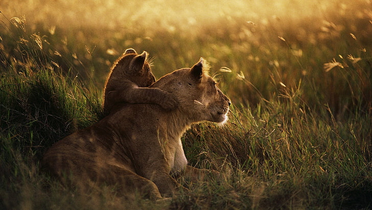 lioness and cub, baby animals, grass, love, sunset, photography, HD wallpaper