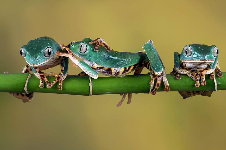 three green frogs, Boys, amphibian, Super Tiger, Leg, Waxy, Monkey Frog