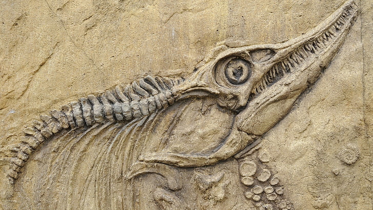 animal fossil, nature, animals, skull, bones, prehistoric, birds