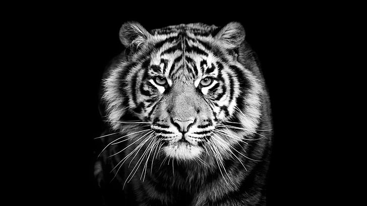 tiger, black, black and white, wildlife, monochrome photography, HD wallpaper