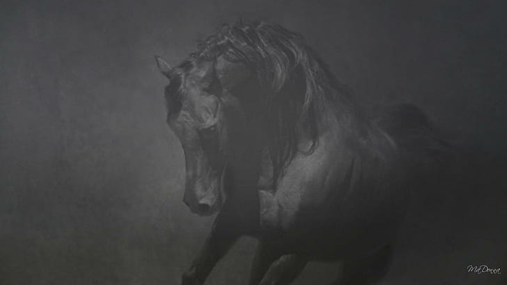 Hd Wallpaper Horse In Black White 7 Abstract Farm Nature Widescreen Black And White Wallpaper Flare