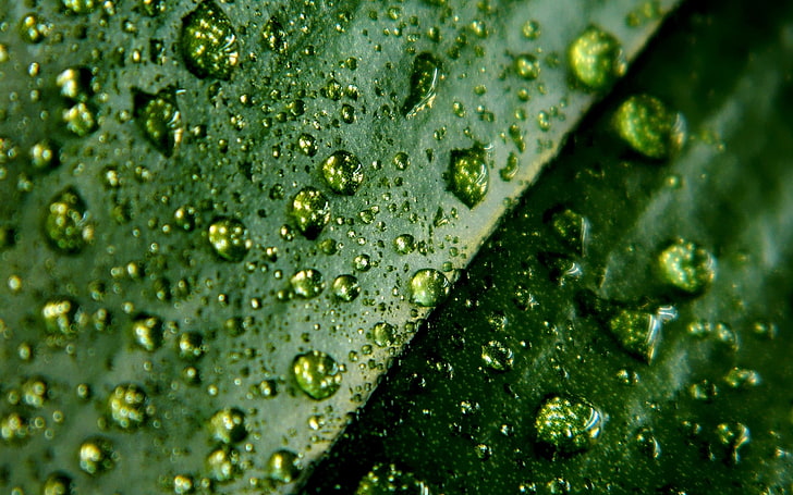 green leaf and water drops, leaves, surface, moisture, nature