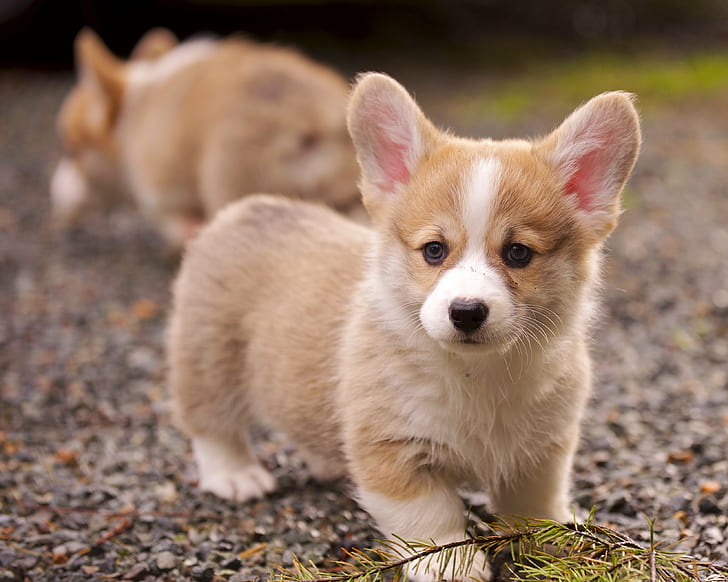 brown and white Corgi puppies on ground during daytime, puppies