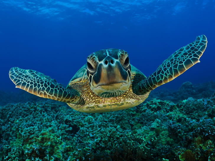 HD wallpaper: Sea Turtle, Animals, Sea, Blue, green sea turtle | Wallpaper  Flare