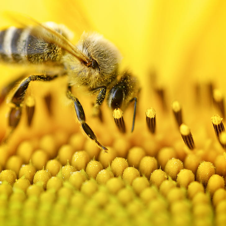 Honey Bee on yellow petaled flower, insect, nature, pollen, pollination, HD wallpaper