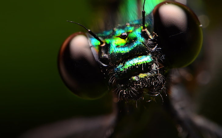 green and black flies, insect, macro, animals, animal themes