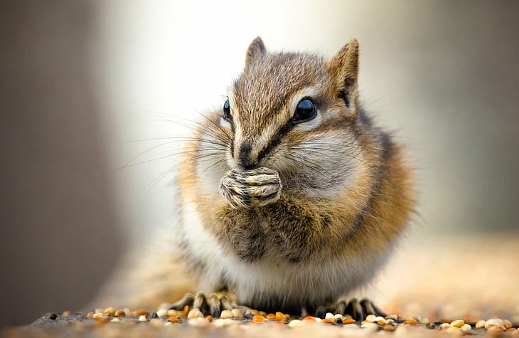 closeup photography of brown Squirrel, chipmunk, chipmunk, Feasting, HD wallpaper