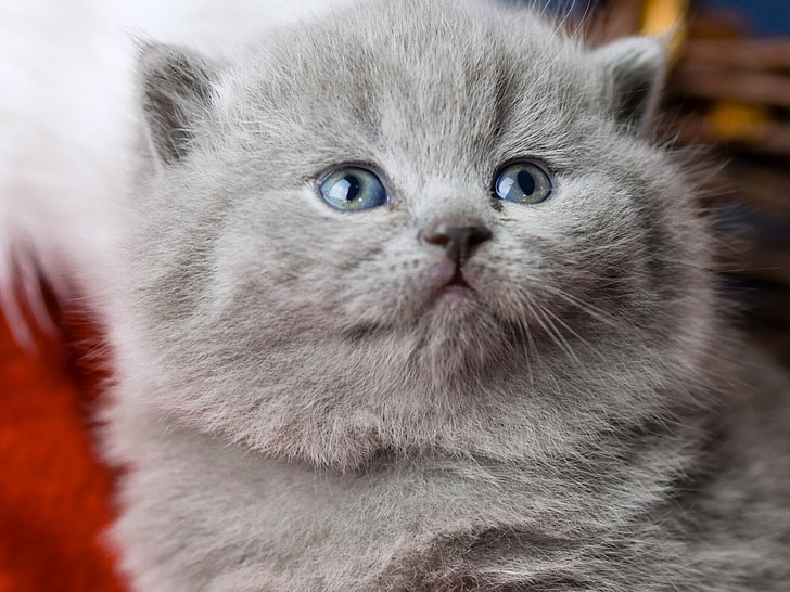 short-fur gray kitten, muzzle, kitty, blue eyes, British, British Shorthair