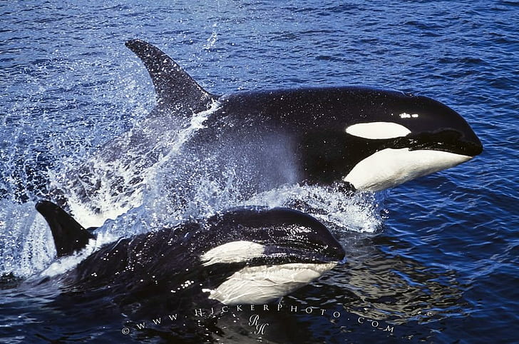 killer Whales, ocean, orcas, water, HD wallpaper