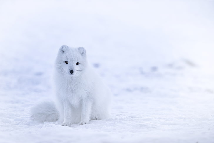 Anime snow fox animals 1080P, 2K, 4K, 5K HD wallpapers free download |  Wallpaper Flare