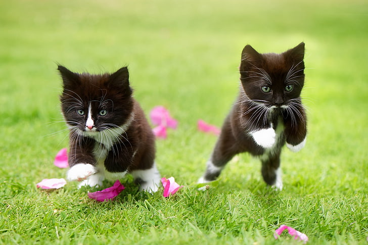 two tuxedo kittens, cat, grass, jumping, animals, domestic cat, HD wallpaper