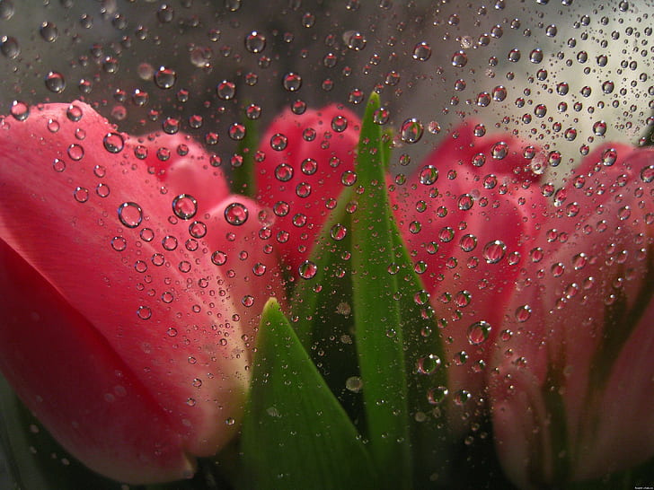 Flowers behind, Glass, Drops, Tulips, water, wet, close-up, HD wallpaper