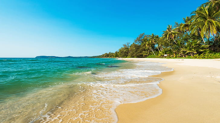 beach, summertime, sandy beach, shore, palms, blue sky, sea, HD wallpaper