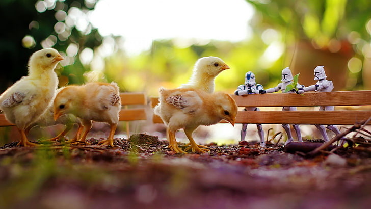 four yellow chicks, chickens, birds, stormtrooper, fence, toys, HD wallpaper