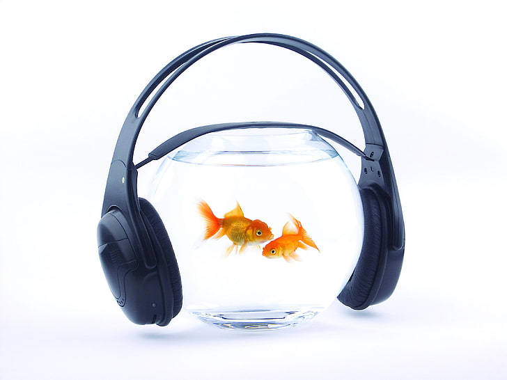 black headphones, fish, music, aquarium, goldfish, fishbowl, pets