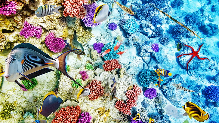 coral reef background image, underwater, animal wildlife, undersea, HD wallpaper
