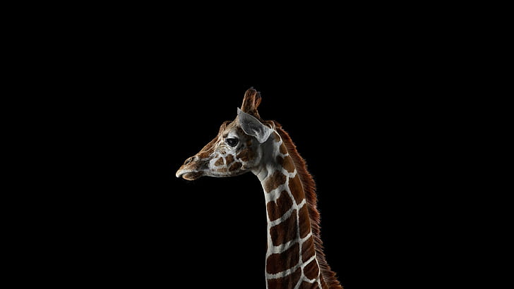 Photography, Mammals, Giraffes, Simple Background, brown and white giraffe, HD wallpaper