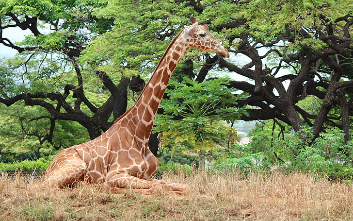 The Lovely Giraffe, trees, tall, grass, beautiful, spots, animal, HD wallpaper