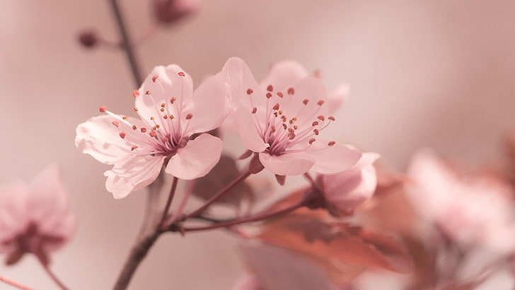 white flowers, closeup photo of pink cherry blossoms, nature, HD wallpaper