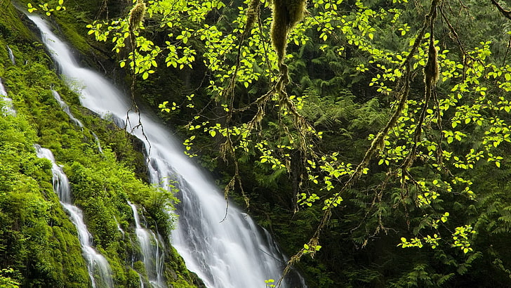 jungle, waterfall, nature, plant, tree, forest, scenics - nature, HD wallpaper
