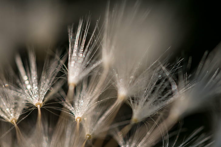 micro-photography of dandelions, dandelion, up close, flower, HD wallpaper