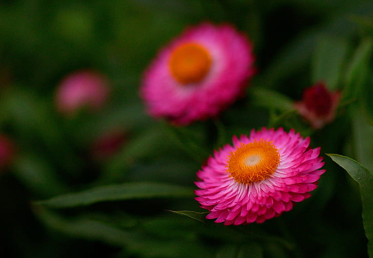 closeup photo of pink petaled flower at daytime, hong kong, hong kong, HD wallpaper