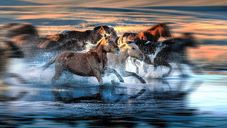 motion blur, water, running, animals, horse, animal themes, HD wallpaper