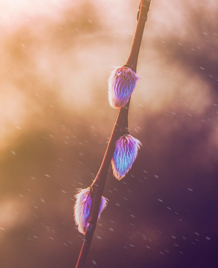 spring, photography, plants, blurred, twigs, HD wallpaper