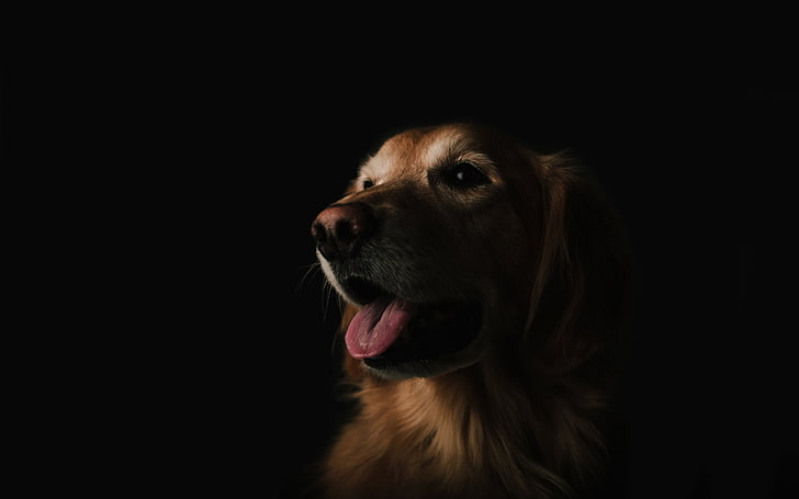 dog, pet, portrait, black, one animal, canine, pets, domestic, HD wallpaper