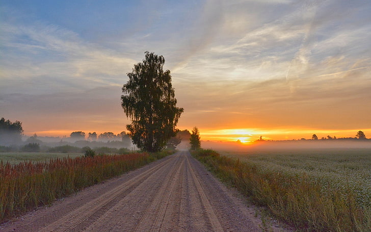 Road in Dikli, Latvia, tree, sunrise, fields, mist, landscape, HD wallpaper
